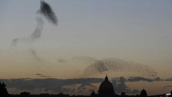 Estorninhos, como os que voam nos céus de Roma, são afetados por drogas encontradas na água (Foto: AFP/BBC)
