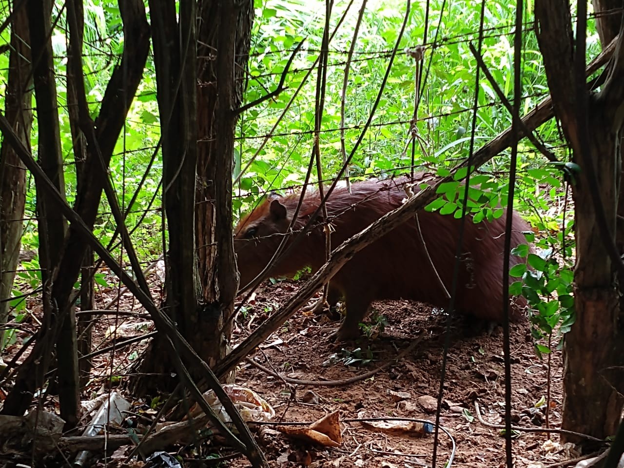Polícia Ambiental resgata capivara capturada em armadilha de caça em Presidente Venceslau e a recoloca na natureza; veja VÍDEO thumbnail