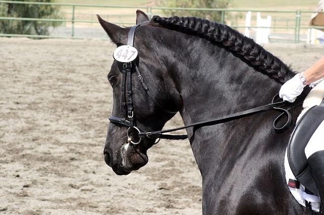 Jogo de cavalo frisiano preto no prado