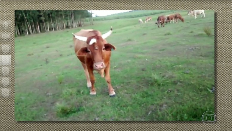 boi-três-chifres (Foto: Reprodução/Globo Rural)