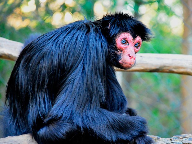 Macaco-aranha fofo em um zoológico