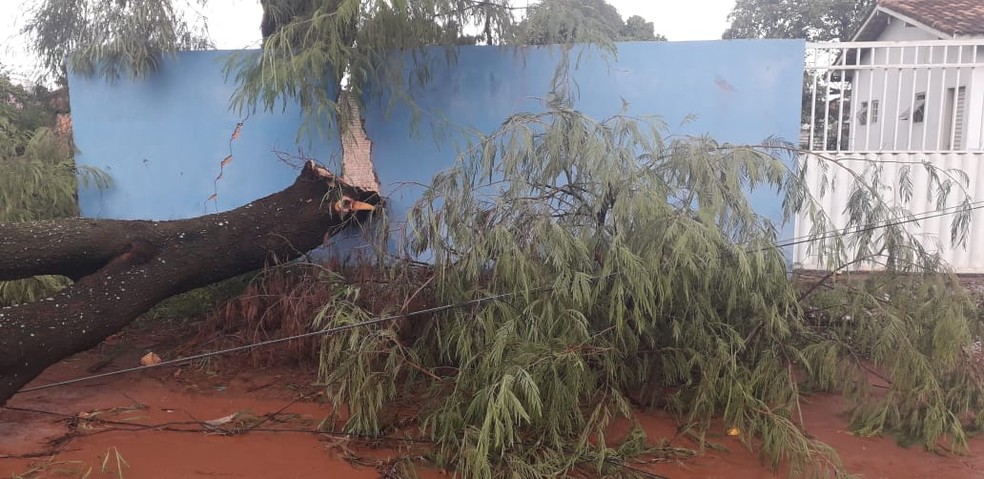 Árvore cai em muro de casa em Cáceres (MT). — Foto: Divulgação