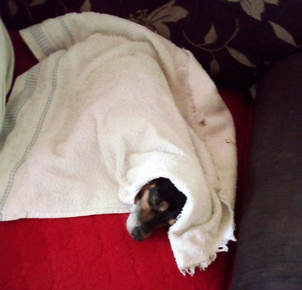 Mini preferiu ficar na coberta — Foto: Reprodução