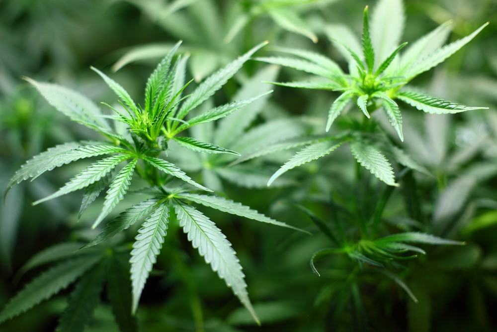 Cannabis: homem poderá plantar e cultivar de 354 a 238 pés da planta por ano — Foto: Planta da variedade cannabis (crédito: 7raysmarketing/Pixabay)