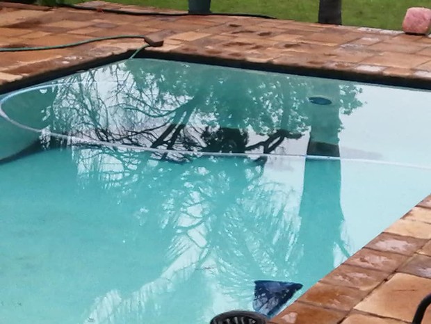 Crocodilo de três metros é resgatado em piscina particular na África do Sul (Foto: reprodução/Instagram)