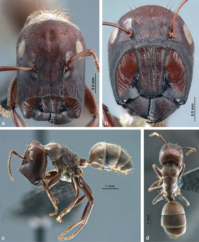 Formiga operária da espécie C. explodens (Foto: Laciny et al., ZooKeys, 2018)