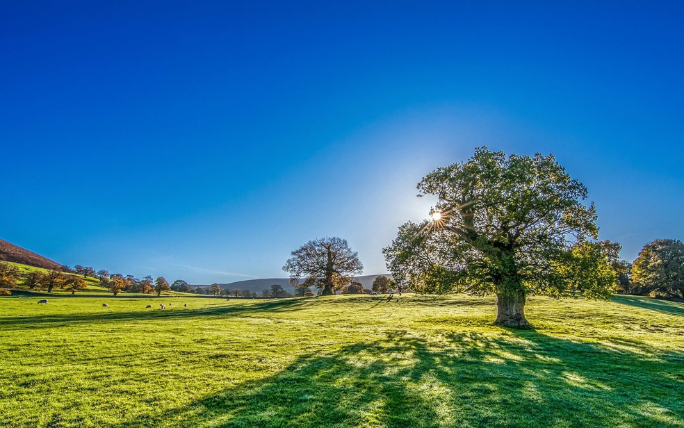 No campo, as árvores demoram mais para crescer, mas também duram mais tempo (Foto: TimHill/Creative Commons)