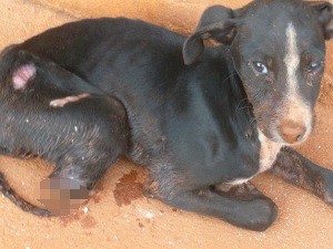 Cachorro teve patas cortadas em Pires do Rio, Goiás (Foto: Divulgação/Polícia Militar)