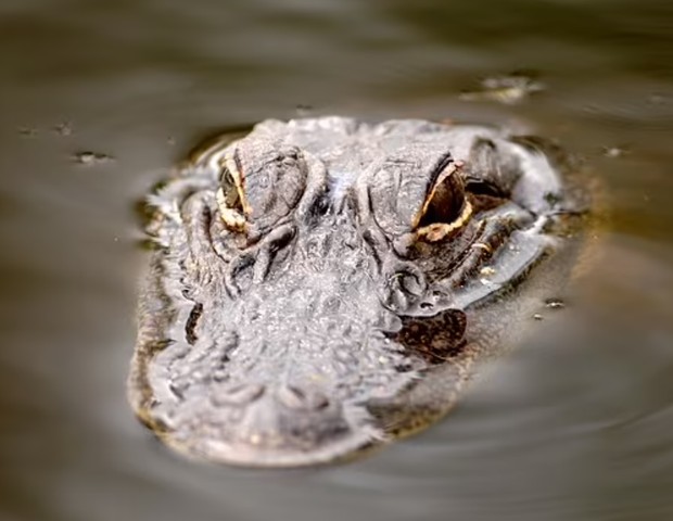 Funcionários da vida selvagem removeram 250 crocodilos de propriedades da Disney em cinco anos (Foto: Reprodução/Daily Mail)