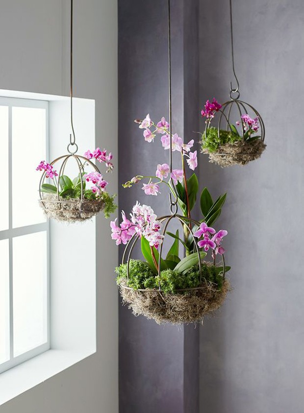 Orquídeas em casa: Vasos suspensos decoram a casa (Foto: Pinterest/Reprodução)