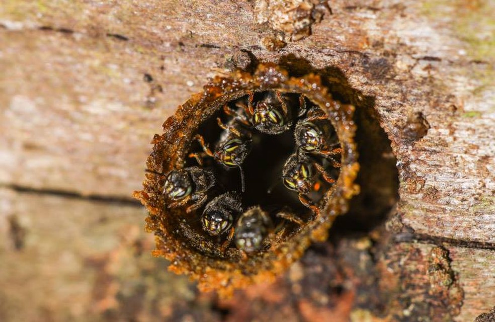 Colmeias e iscas sÃ£o necessÃ¡rias para cultivar as abelhas â Foto: Acervo Prefeitura de Curitiba