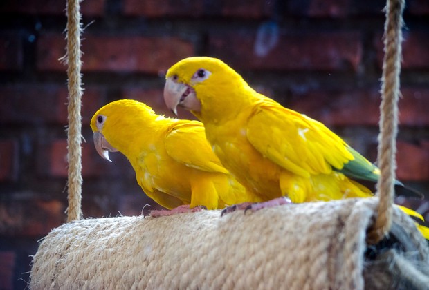 Pássaros (Foto: Anne Chaves)