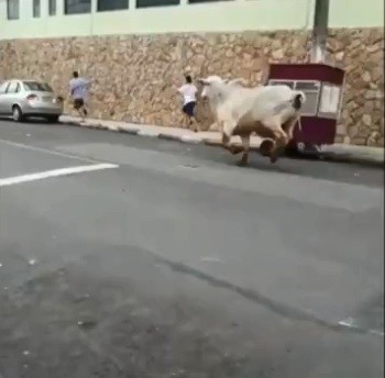 touro-perdido-iperó (Foto: Reprodução Vídeo) touro-perdido-iperó (Foto: Reprodução Vídeo)