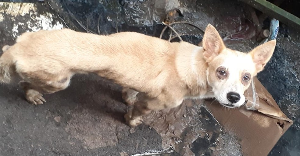 Animal está há cinco meses aguardando onde era a antiga casa, em Cubatão (SP). — Foto: Arquivo Pessoal