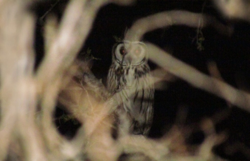 A coruja-orelhuda (Asio clamator) também é conhecida como coruja-gato, coruja-listrada e mocho-orelhudo — Foto: Breno Farias/VC no TG