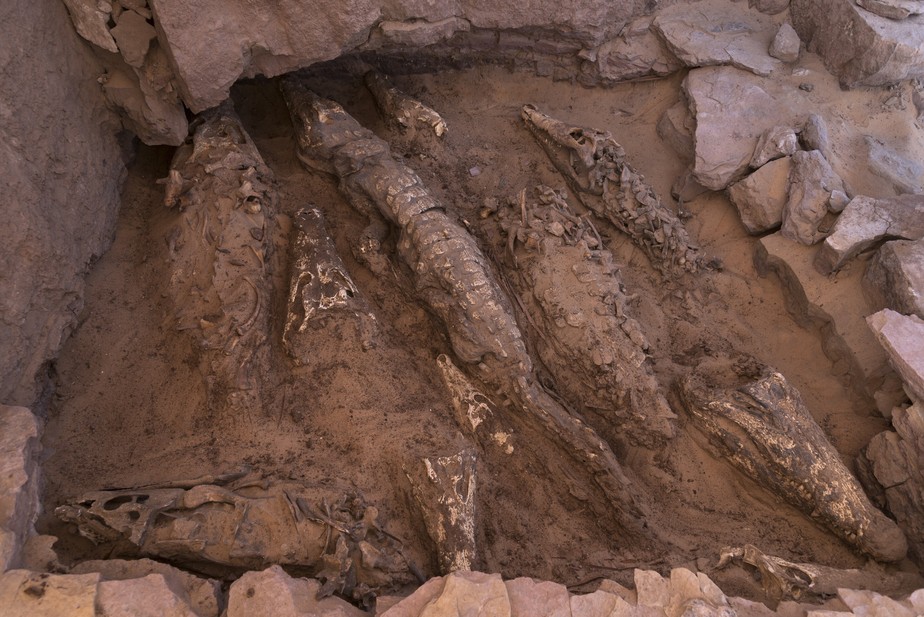 Crocodilos descobertos mumificados em escavação em Qubbat al-Hawā, no Egito
