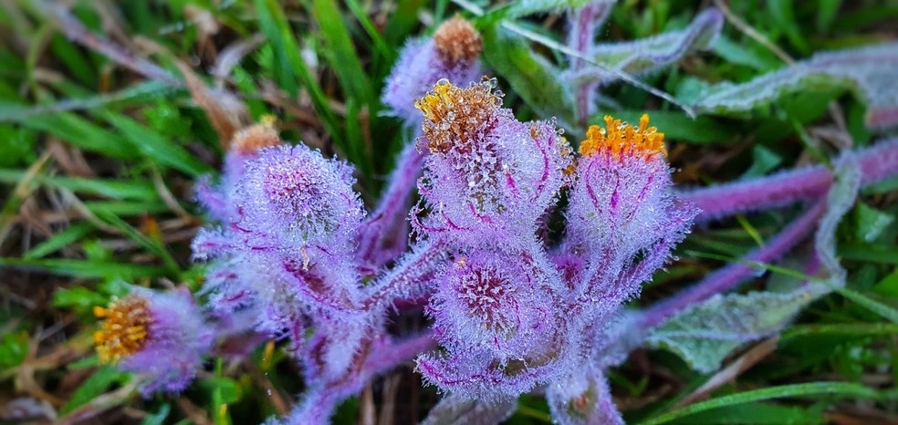 Fina camada de gelo se formou nas flores de São Joaquim, na Serra catarinense  — Foto: Mycchel Legnaghi/ São Joaquim Online