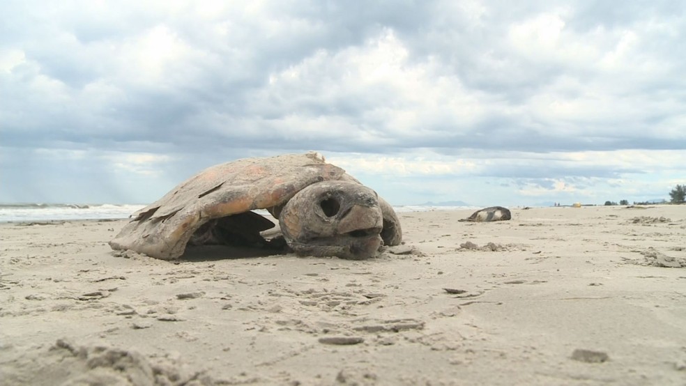 Tartarugas-verdes tambÃ©m foram encontradas mortas nas praias do litoral de SP (Foto: ReproduÃ§Ã£o/TV Tribuna)