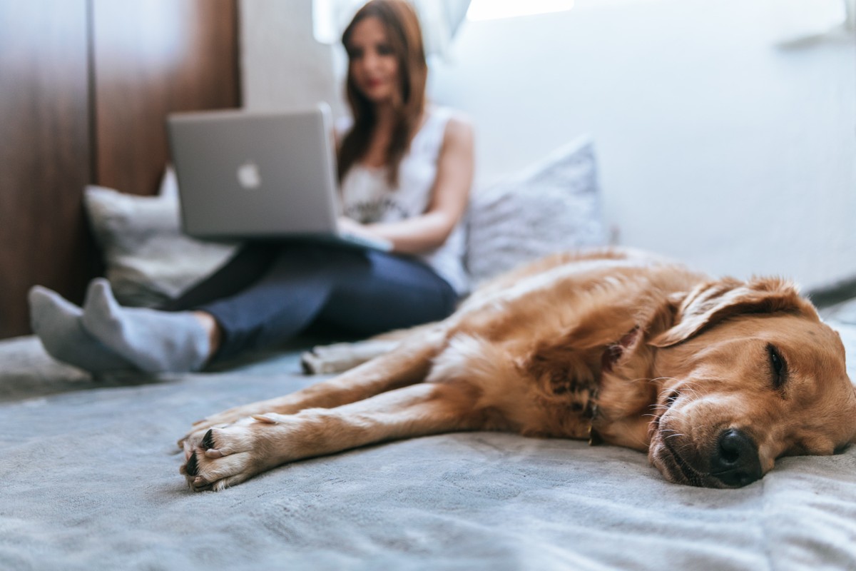 Cinco sites para adotar cachorro online 