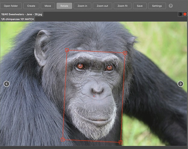O fato de as caras dos chimpanzés serem muito parecidas com rostos humanos é um desafio para a tecnologia (Foto: CHIMPFACE via BBC)