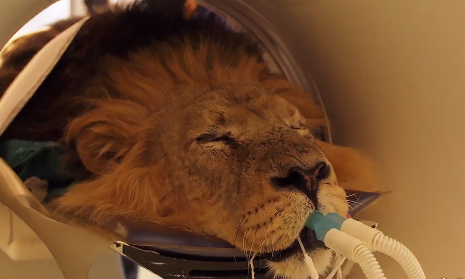 Leão passa por tomografia no Zoo de Londres.