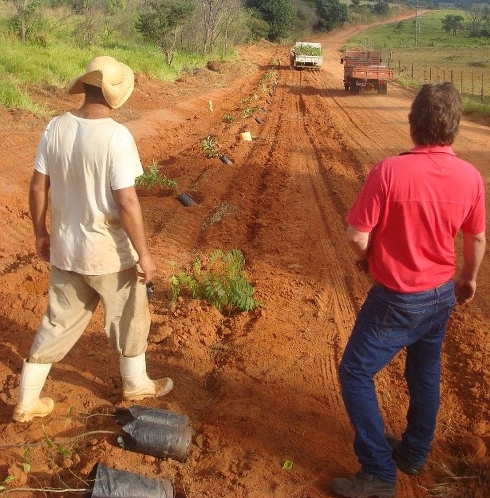 No total, foram plantadas 350 mudas de árvores na via de acesso à Penitenciária de Osvaldo Cruz (SP) — Foto: SAP