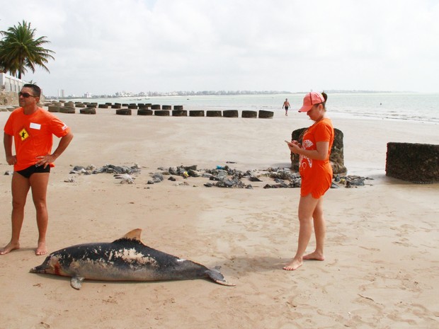 Golfinho foi encontrado morto na praia do Bessa por funcionário de uma residência nesta terça-feira (16) (Foto: Walter Paparazzo/G1)