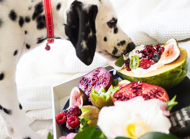 É importante ficar atento às frutas na dieta do cão para garantir sua saúde e bem-estar (Foto: Pexels / Rarnie McCudden / Creative Commons)