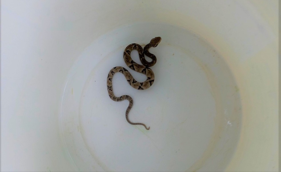 Filhote de jararaca foi resgatado e devolvido à natureza — Foto: Arquivo Pessoal