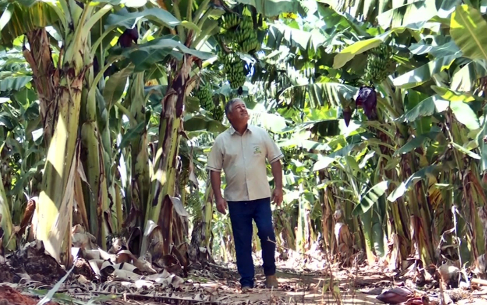 Produtores de bananas comemoram recuperação de lavouras após geadas e queimadas em Delfinópolis, MG