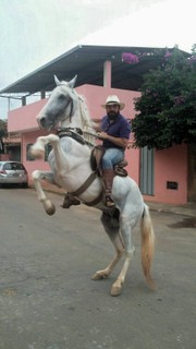 Philippe Castro arriscou empinar o cavalo para enviar sua foto