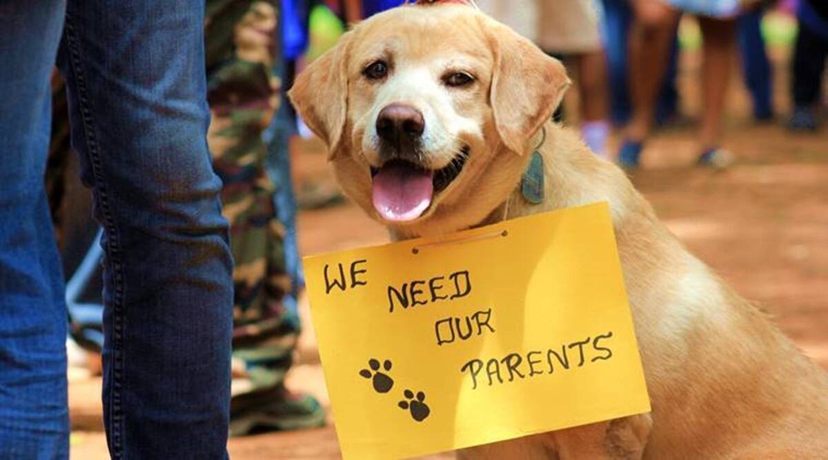 Tutores se recusam a deixar Ucrânia sem os seus pets; muitos países flexibilizam as suas normas de entrada para animais (Foto: The Indian Express/ Reprodução)