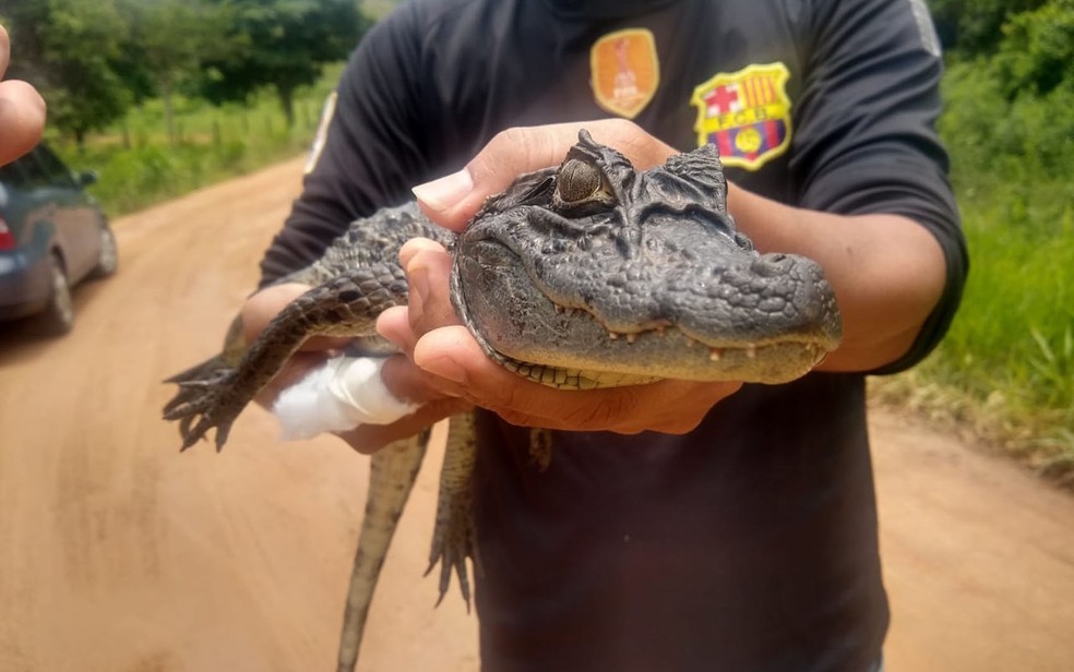 Filhote de jacaré é encontrado em Itamaraju, no sul da Bahia  — Foto: Defesa Civil de Itamaraju / Reprodução 