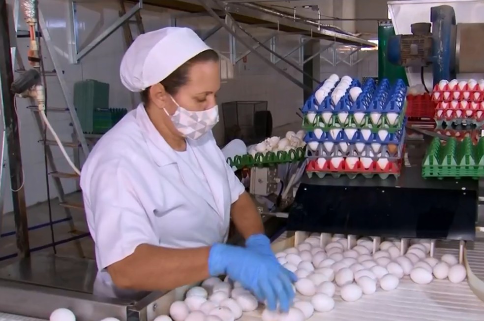 Mesmo com queda no consumo, empregos foram mantidos na granja de Bastos durante a pandemia — Foto: TV TEM/Reprodução