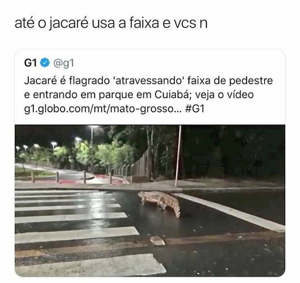 Meme sobre o jacaré que atravessou na faixa de pedestre, em 2018 — Foto: Reprodução
