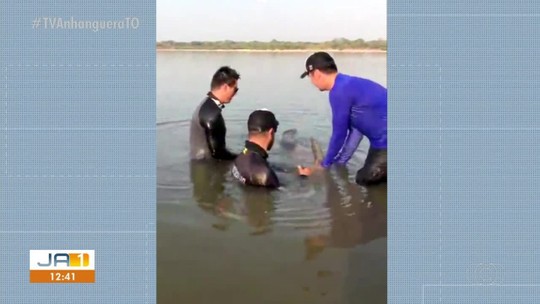 'Se encontrar algum, mate e congele': o alerta nos EUA pelo aparecimento de peixe cabeça-de-cobra, que respira fora d’água