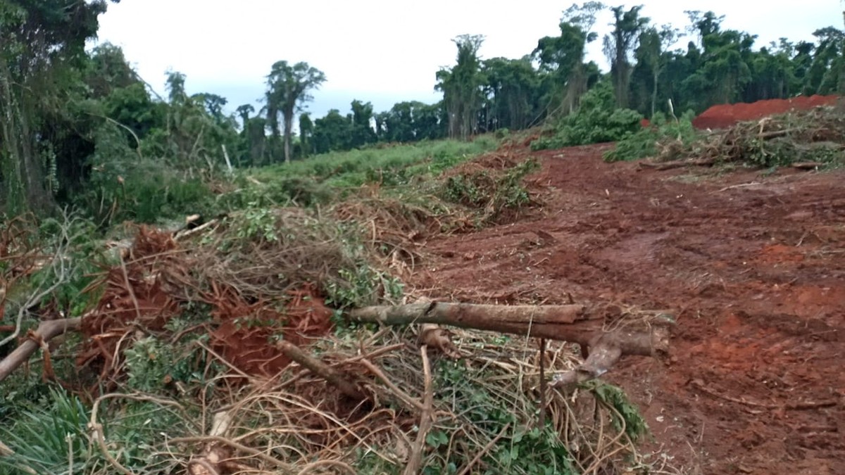 Nove pessoas são presas por destruição de área de Mata Atlântica, em São José da Boa Vista