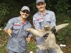 Bombeiros resgatam bicho-preguiça em pousada em São Sebastião, SP