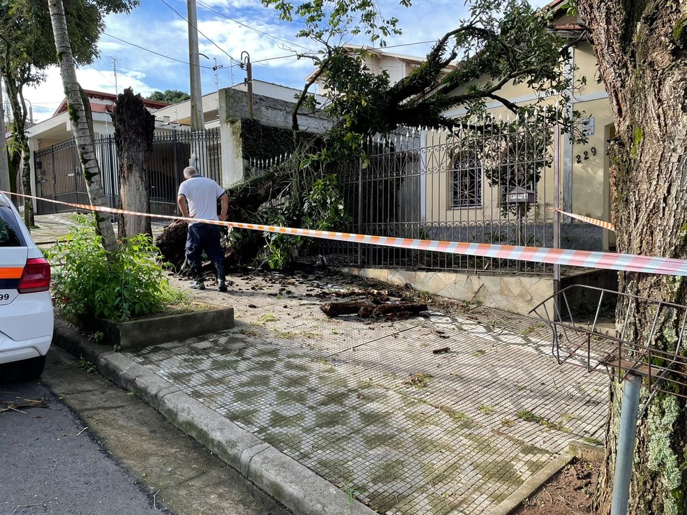 Queda de árvore espalhou enxame de abelha e o local precisou ser sinalizado — Foto: Divulgação/Defesa Civil