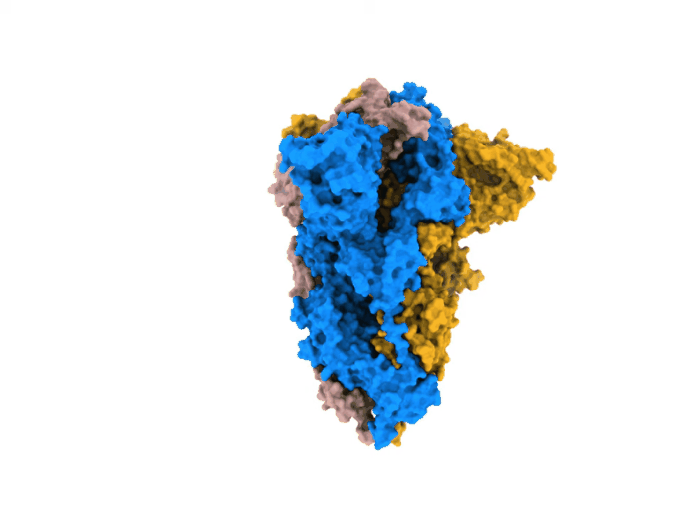 A proteína spike do Sars-CoV-2 abrindo e fechando (Foto: Francis Crick Institute)