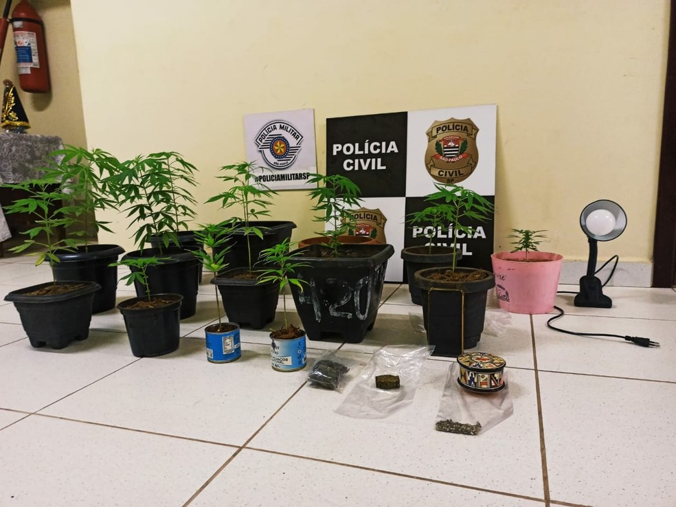 Pés de maconha eram cultivados em estufa caseira em Tarabai — Foto: Polícia Civil