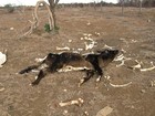 Criadores batalham para não deixar o gado morrer de fome no sertão baiano