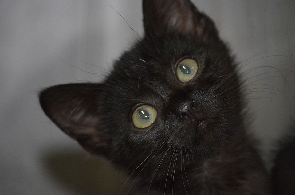 Gato preto (Foto: Pixabay/ Kadres/ Creative Commons)