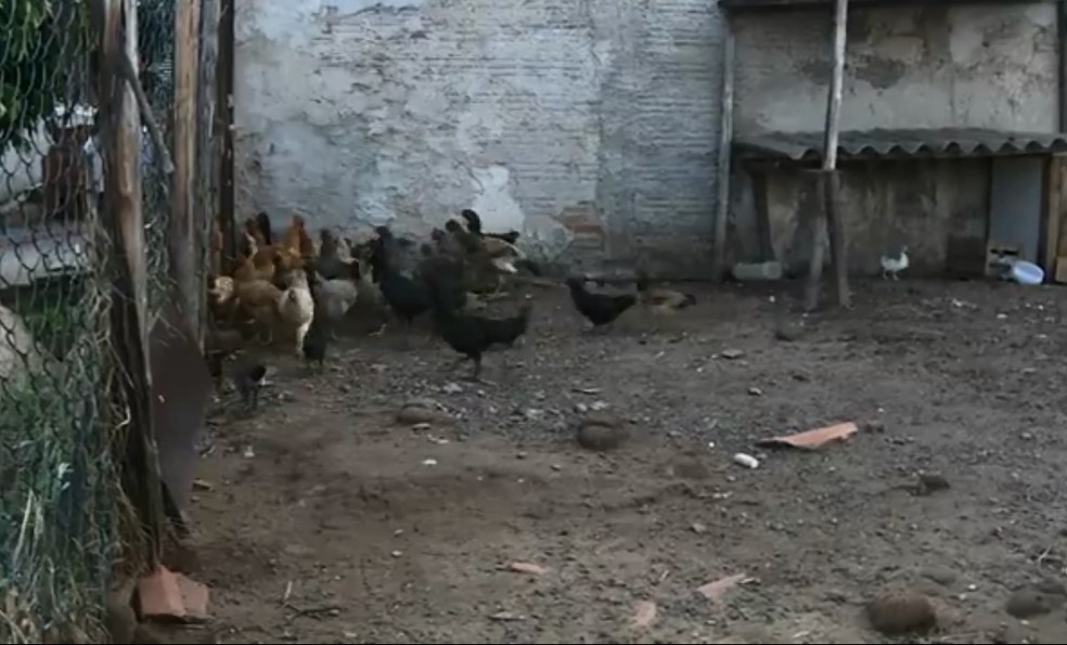 Bióloga afirma que galinhas não são suficientes para evitar escorpiões em Piracicaba — Foto: Reprodução/EPTV