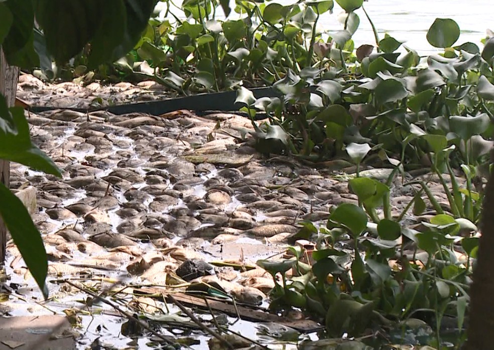 Peixes mortos em lagoa de Linhares — Foto: Reprodução/TV Gazeta