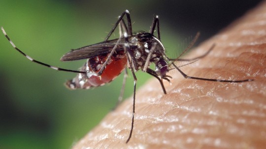 O estado do Rio registra o primeiro óbito por dengue 