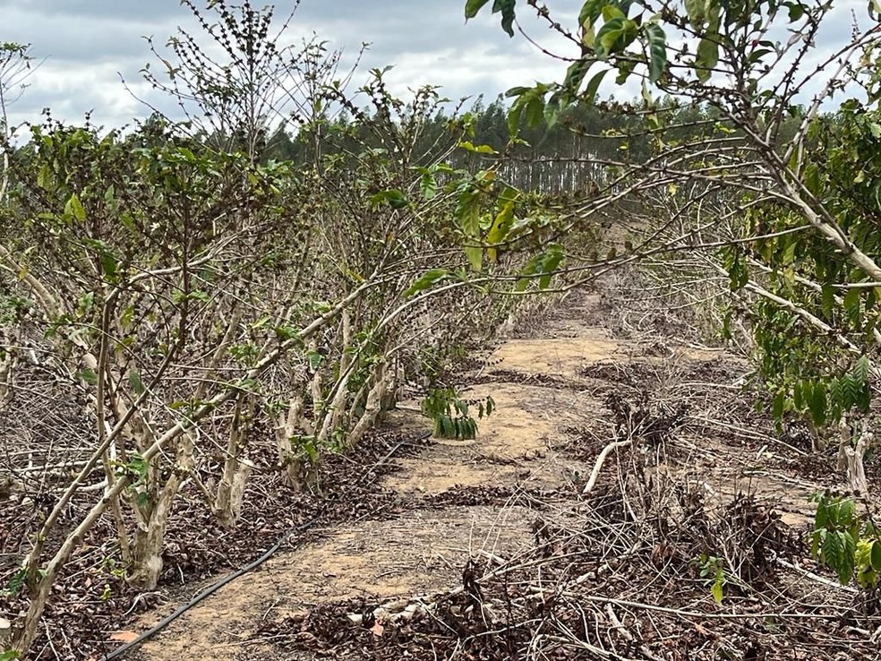 Plantação de café sofreu com a estiagem — Foto: Prefeitura de Aracruz/Divulgação