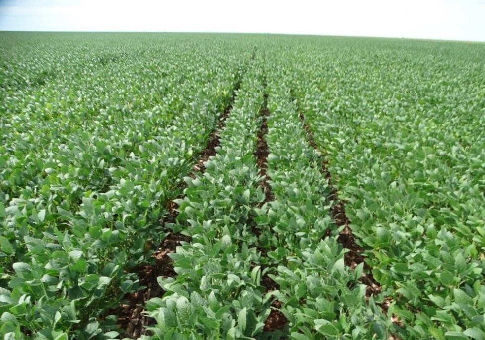 Plantação de soja em Chapadão do Sul. Cultura é responsável por 60% da área plantada do município. — Foto: Fazenda Gávea