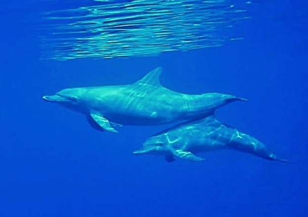 Casal de golfinhos-nariz-de-garrafa (Foto: Wikipedia Commons)