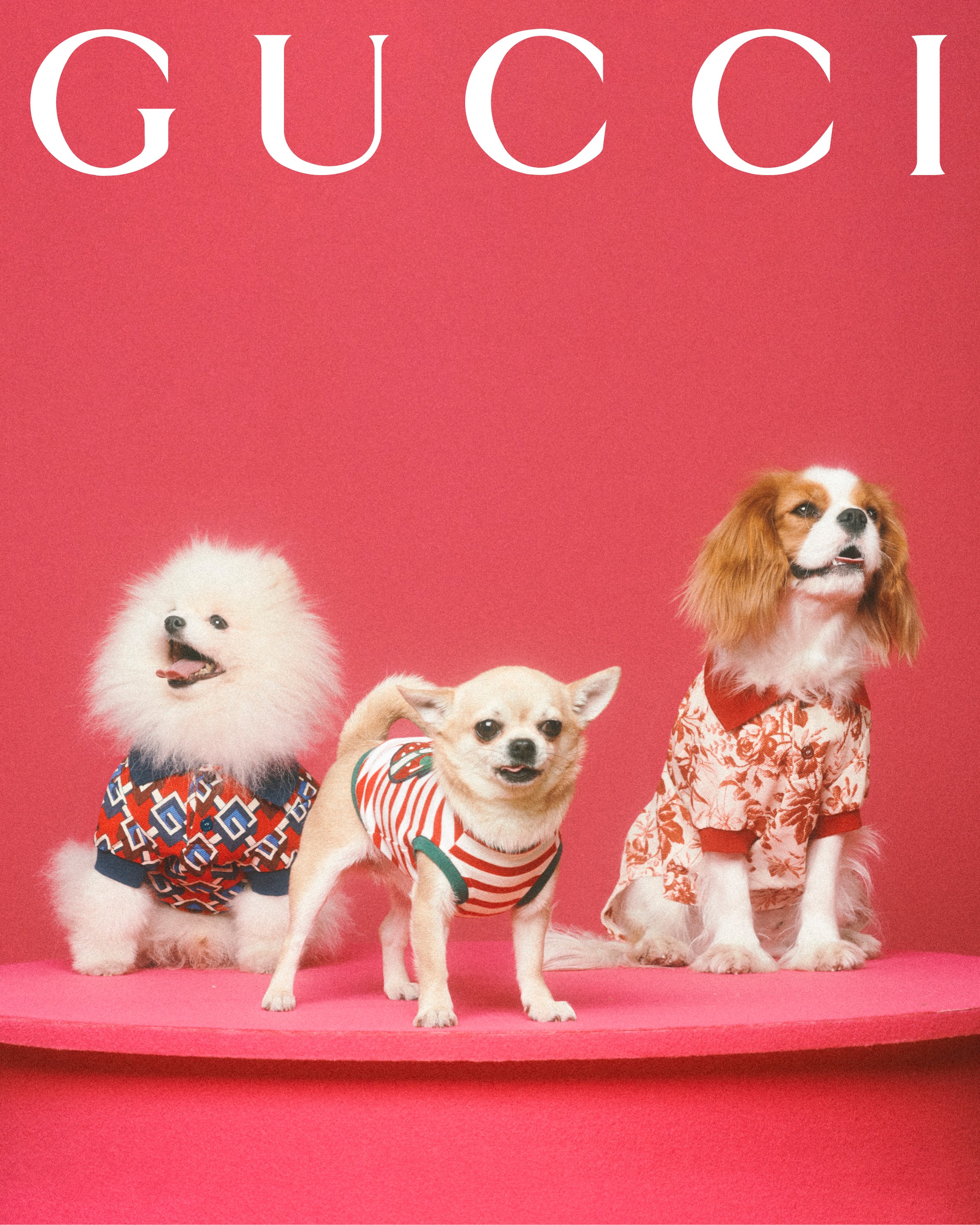 Gucci lança linha de acessórios para cães e gatos (Foto: Divulgação)